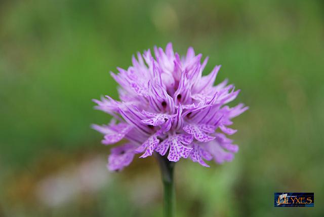 orchis tridentata.JPG
